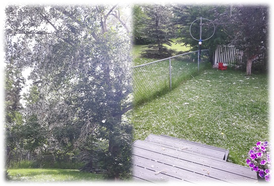 Spring Snow Poplar Tree Distress Making It Up