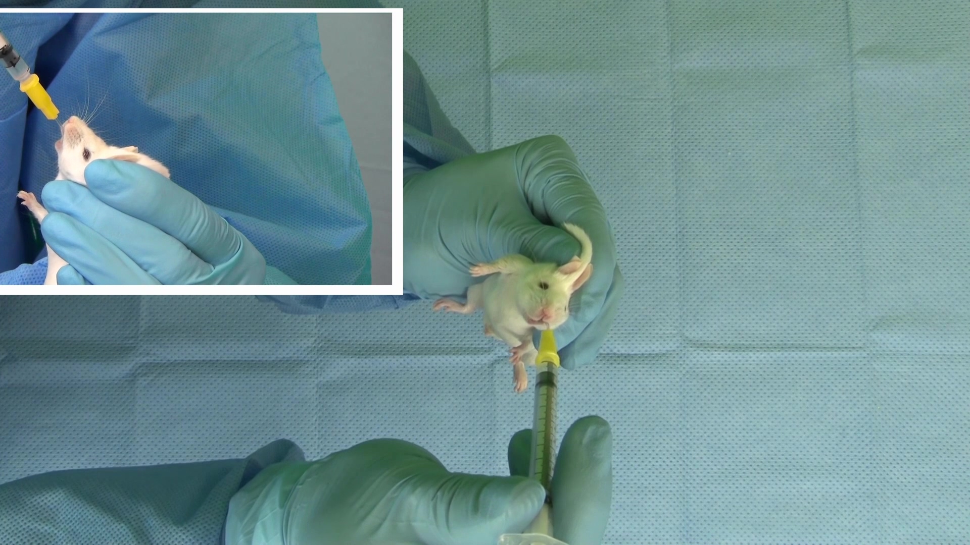 Guide to Oral Gavage for Mice and Rats