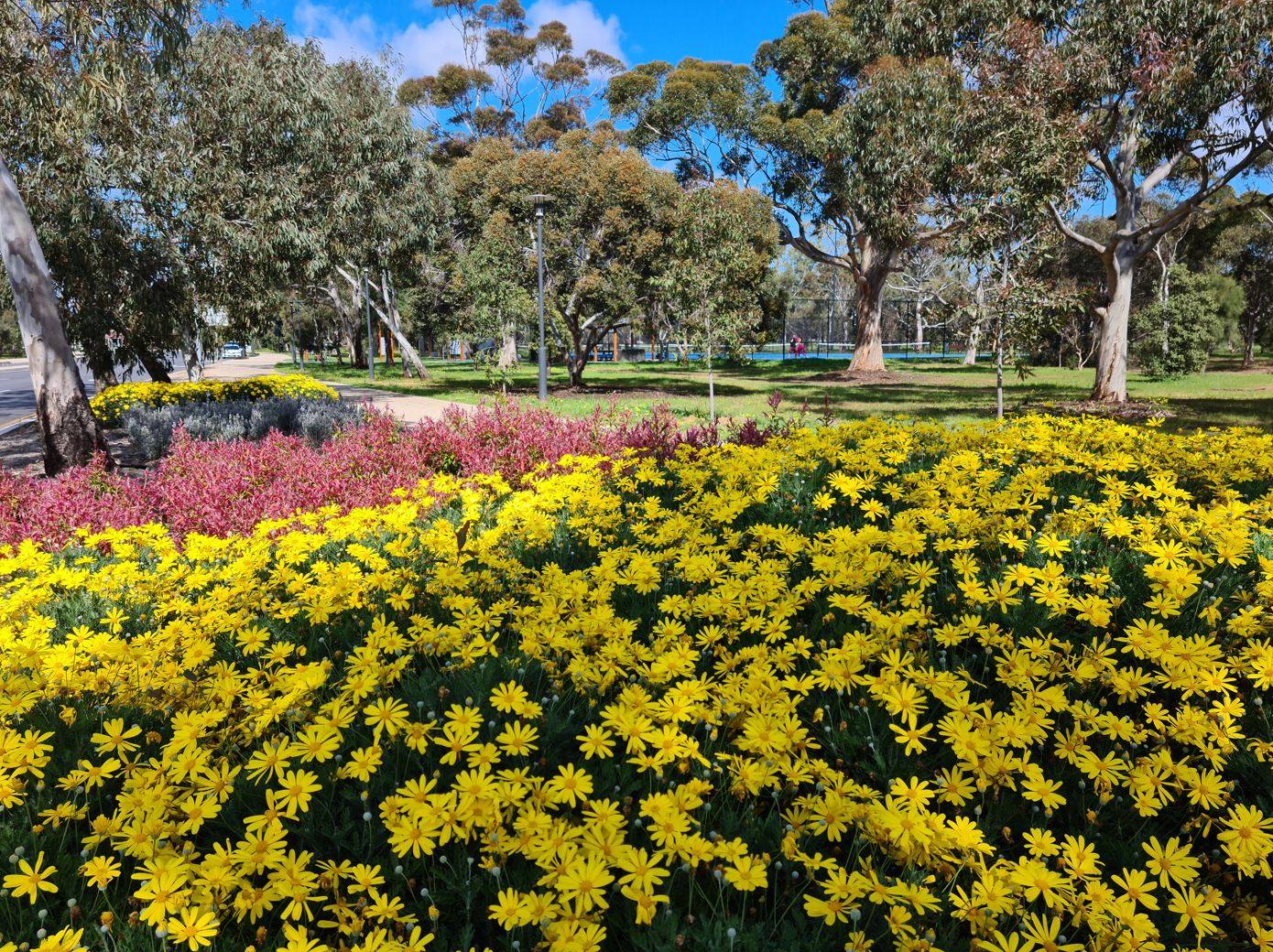 Spring Floral Trail City of Adelaide Spring 2021 Play & Go