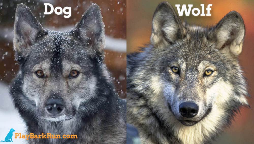 11 Dogs That Look Like Wolves (The Best Wolf Dog Breeds)