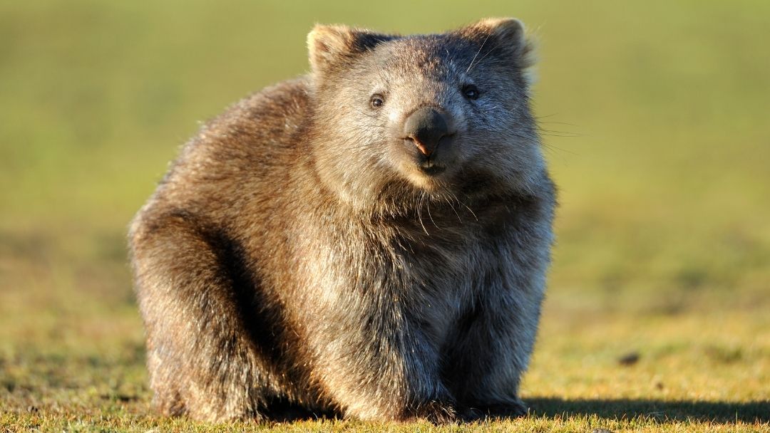 The four best places to see wombats in Tasmania Playnia