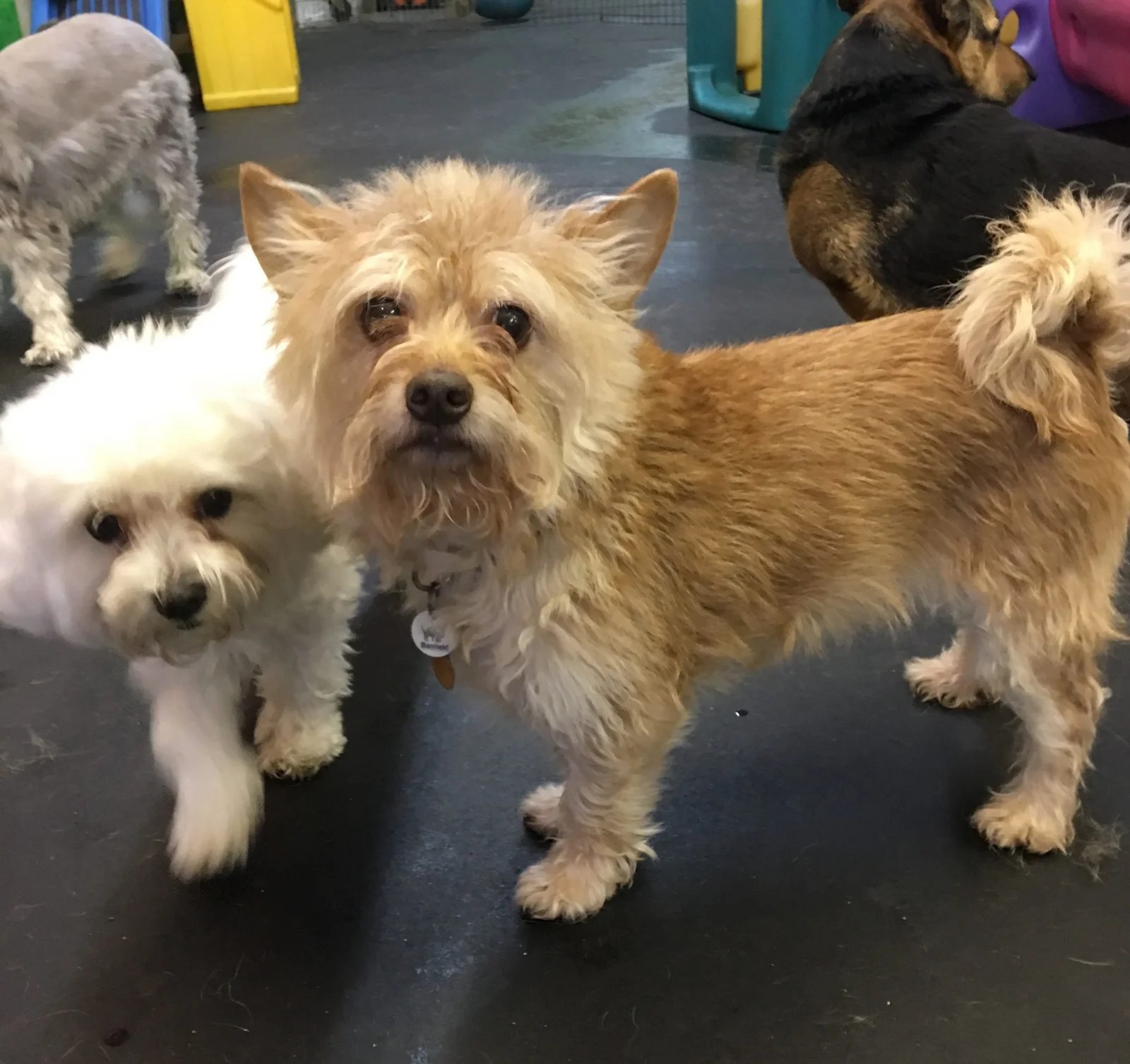 Dog Daycare Play N Stay Dog Daycare and Boarding Spokane, WA