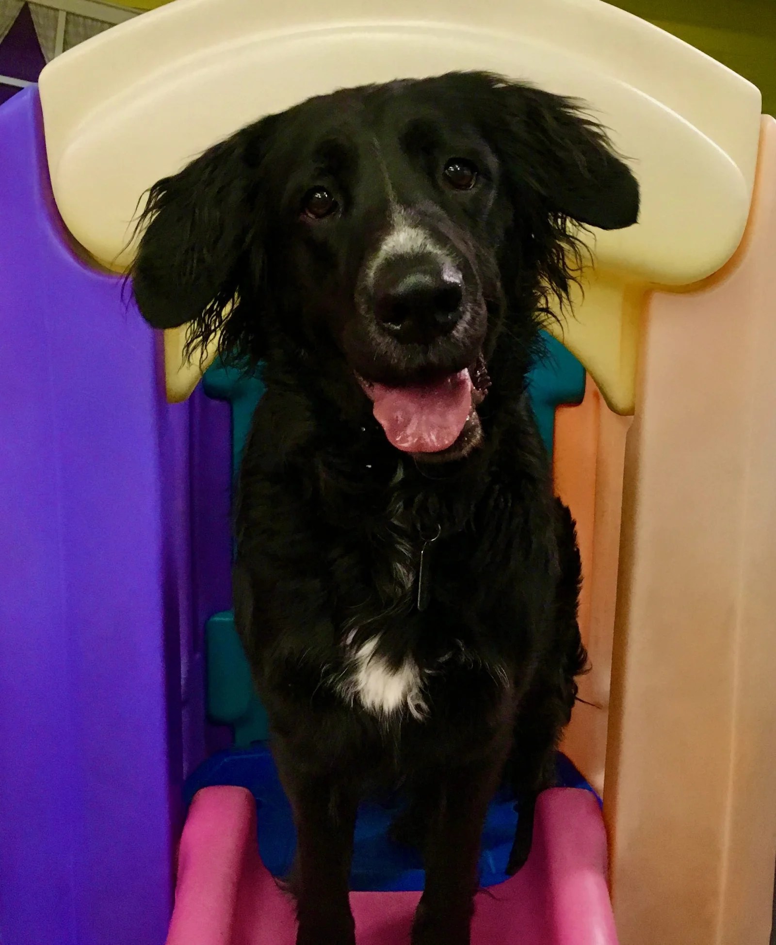 Dog Daycare Play N Stay Dog Daycare and Boarding Spokane, WA