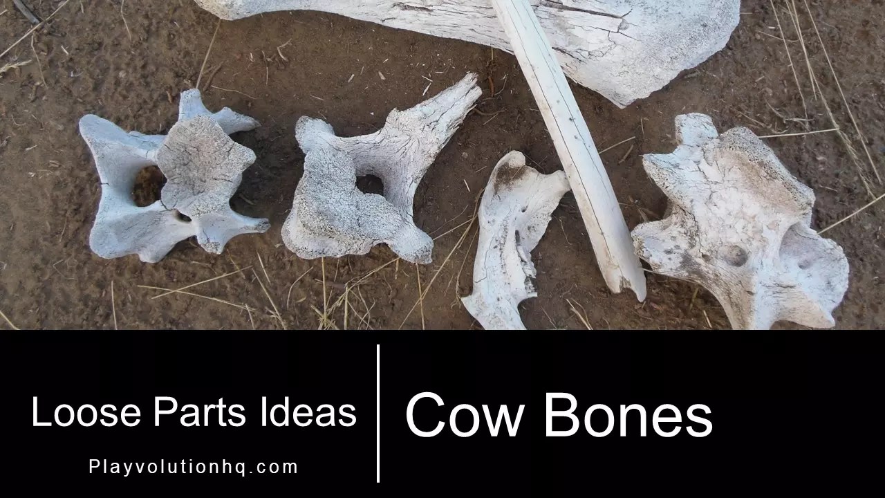 Cow Bones Playvolution HQ