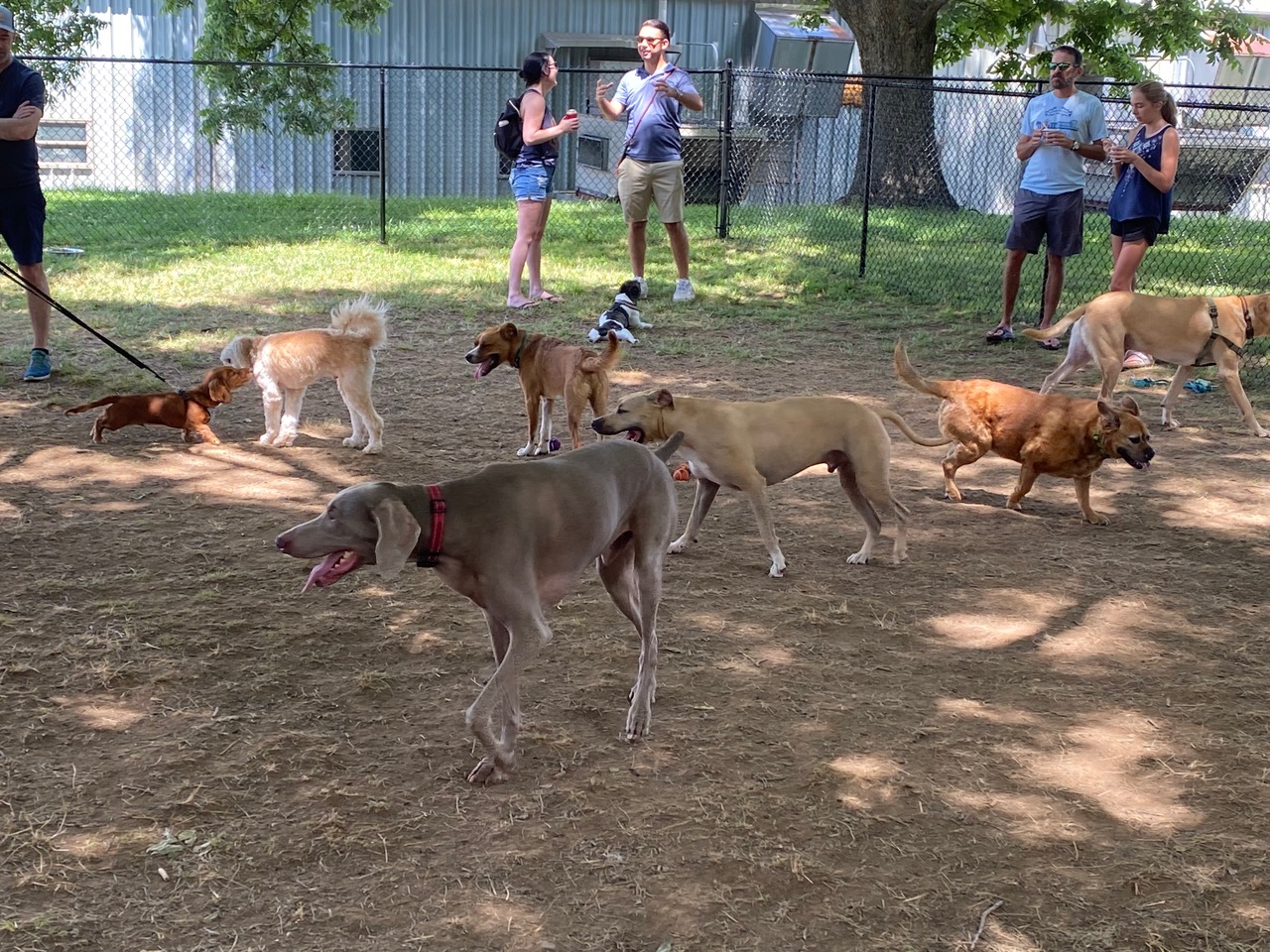 Dog Park Plaza Midwood