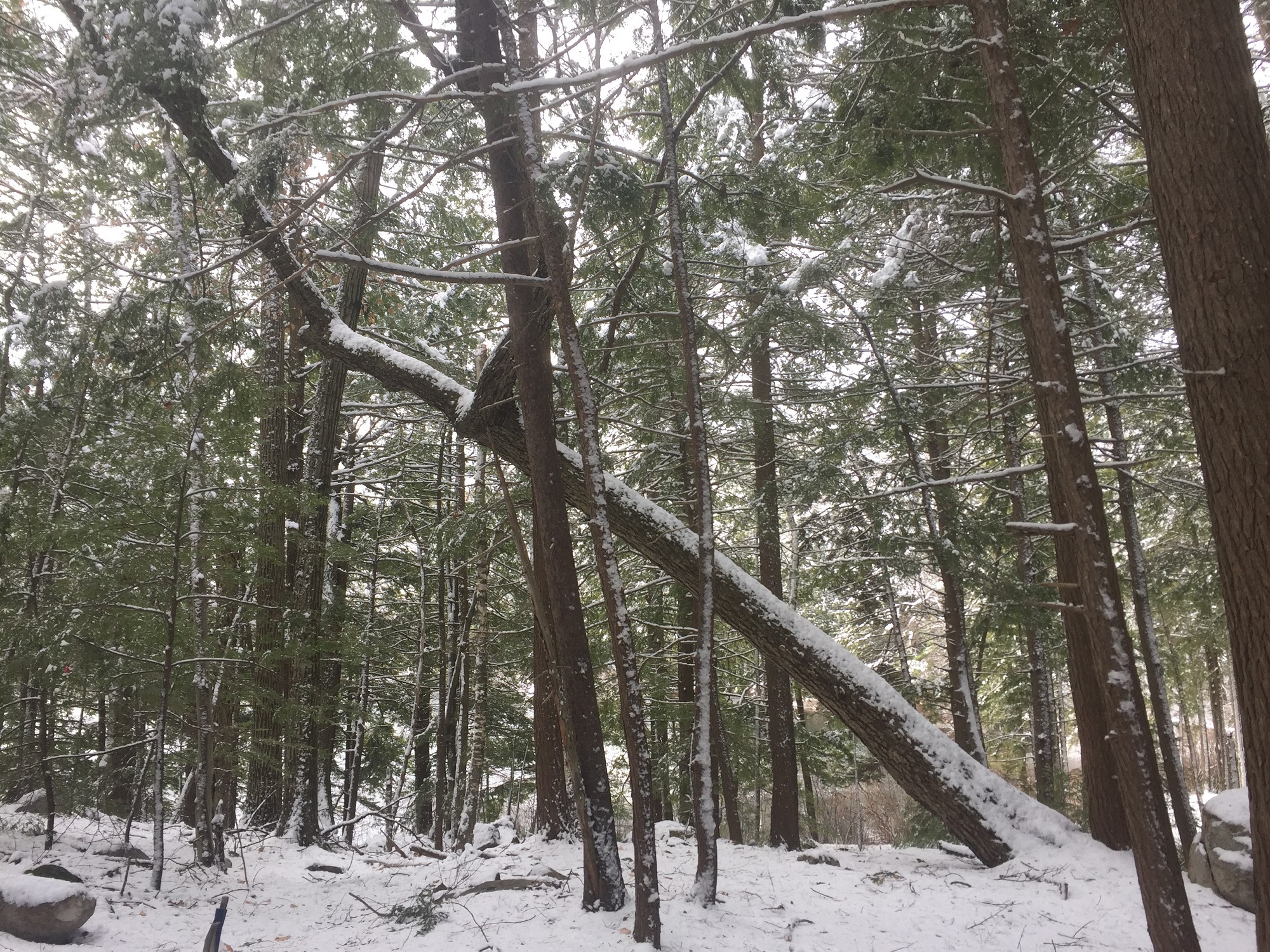 Ferrin Pond Nature Preserve Piscataquog Land Conservancy