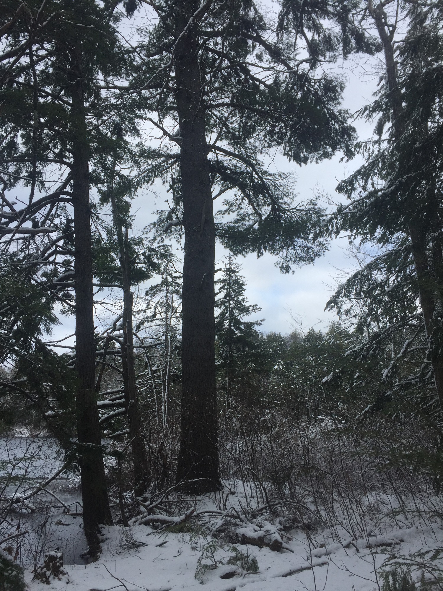 Ferrin Pond Nature Preserve Piscataquog Land Conservancy