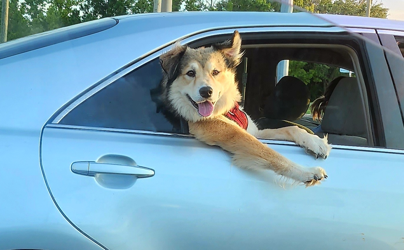 Dog Car Ride Photos and Images Animals