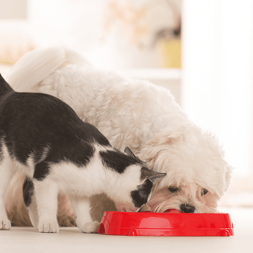 Pet Nutritional Counseling Near Me 29464 Pleasant Pet Care