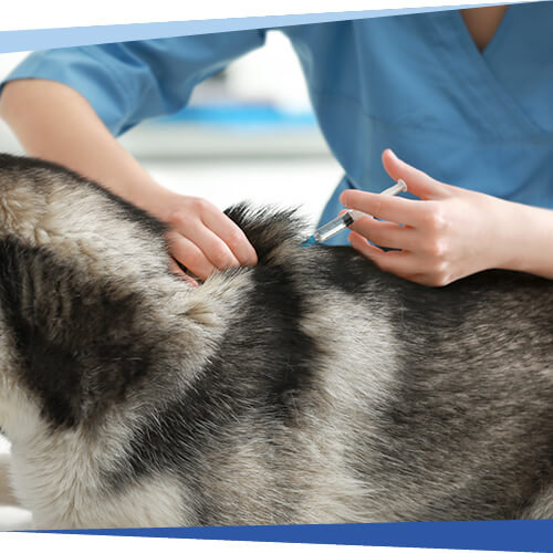 Pet Vaccinations Near Me 29464 Pleasant Pet Care
