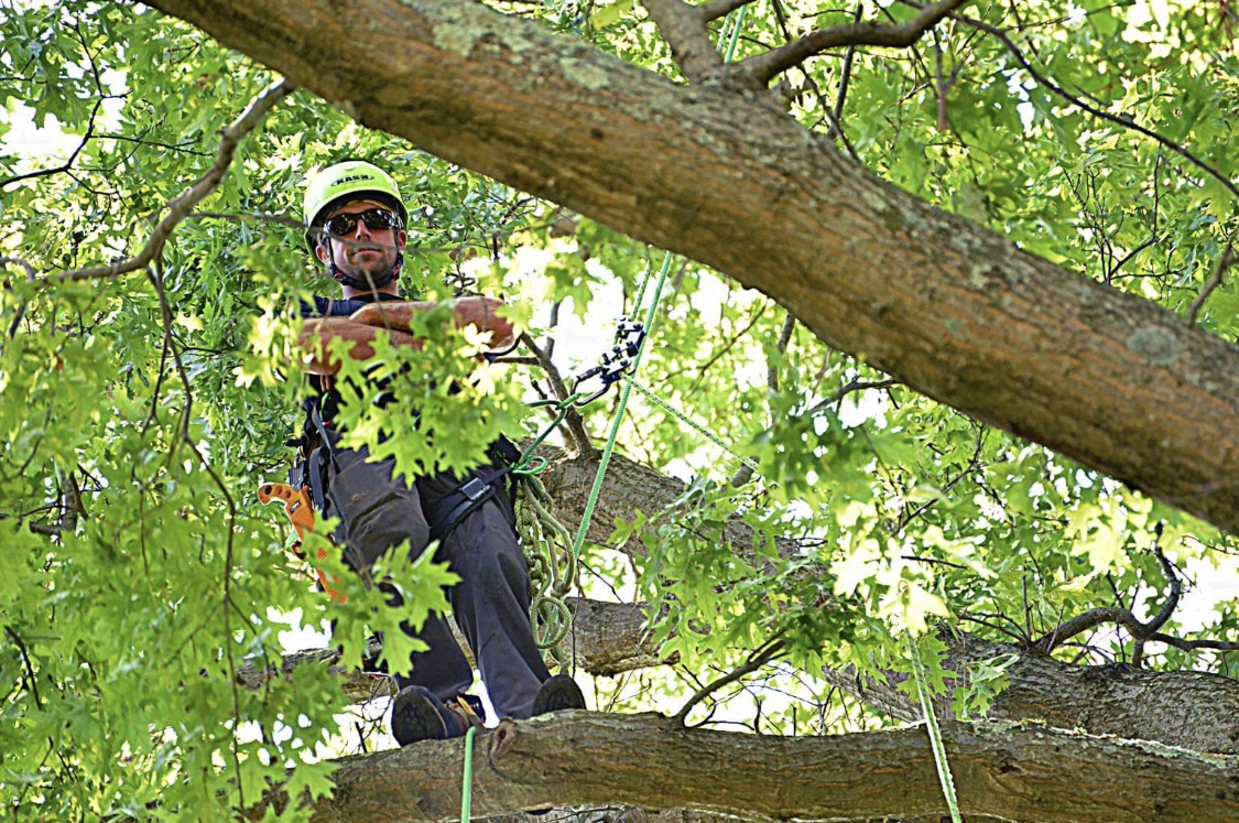 Tree Trimming Pleasant Trees LLC Annapolis Maryland