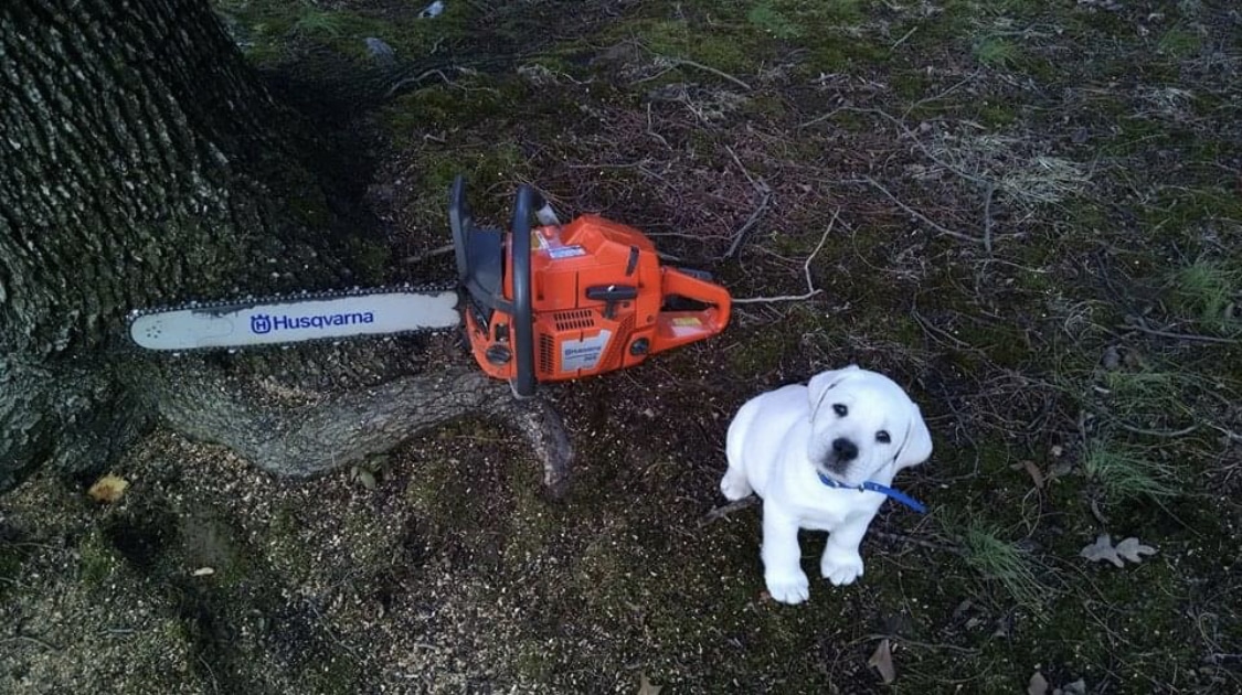 Tree Trimming Pleasant Trees LLC Annapolis Maryland