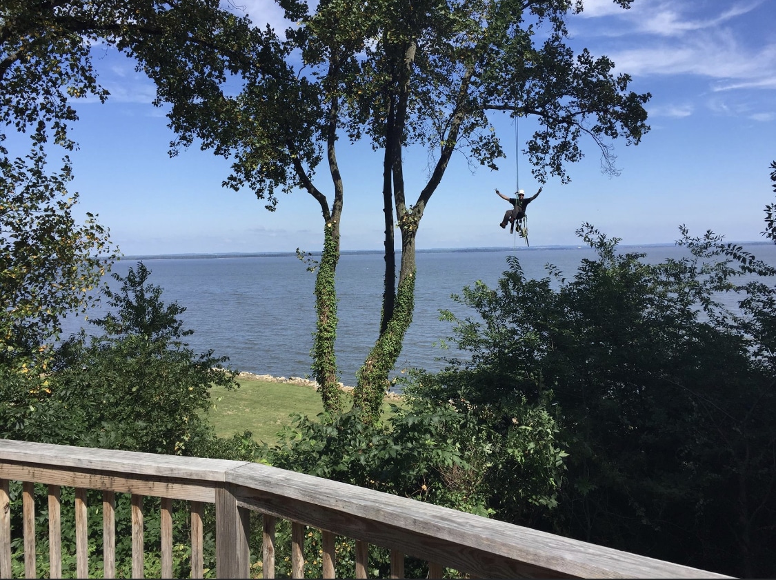 Tree Trimming Pleasant Trees LLC Annapolis Maryland