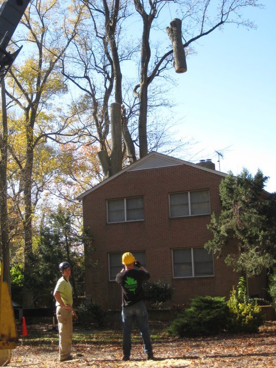 Tree Trimming Pleasant Trees LLC Annapolis Maryland