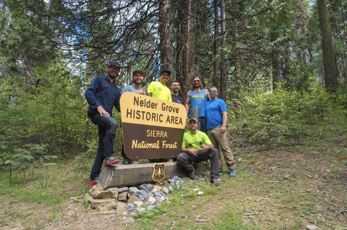 Tree Trimming Pleasant Trees LLC Annapolis Maryland