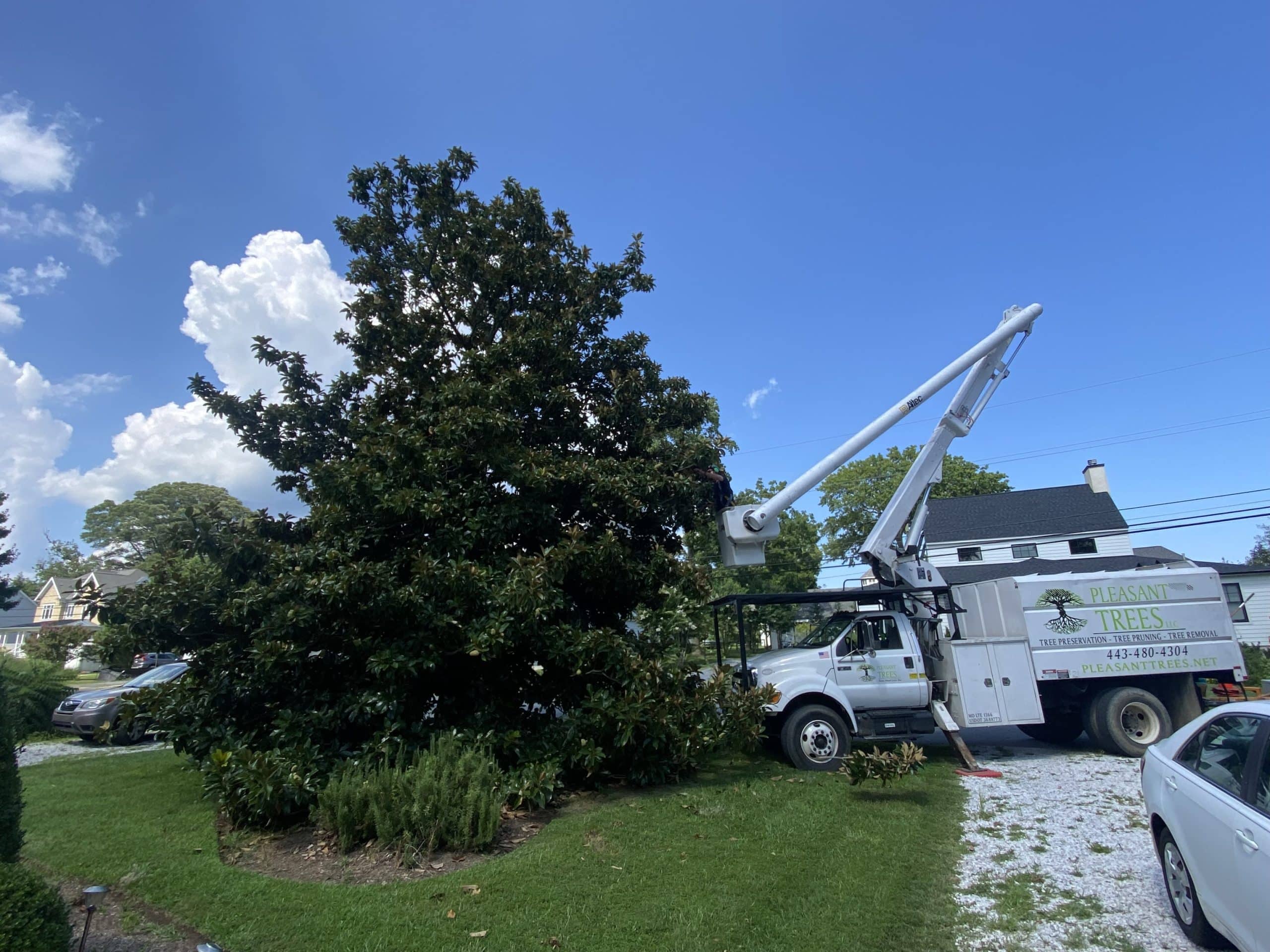 About Us Pleasant Trees Tree Care in Annapolis Maryland