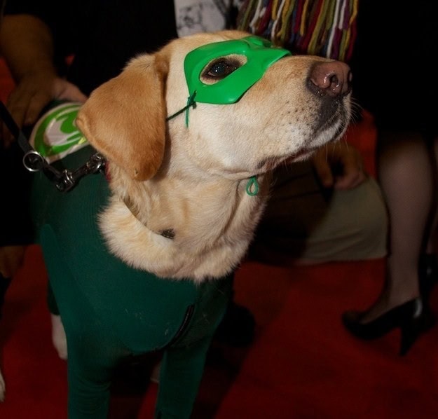 21 Funny Animals in Costumes