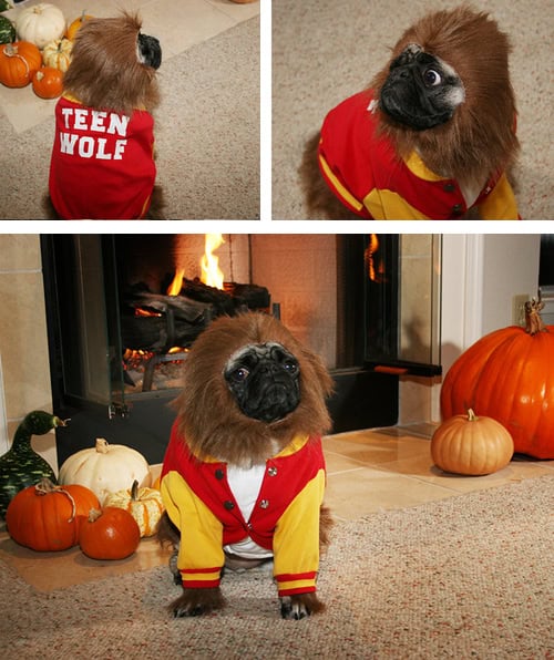 21 Funny Animals in Costumes