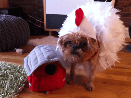21 Funny Animals in Costumes