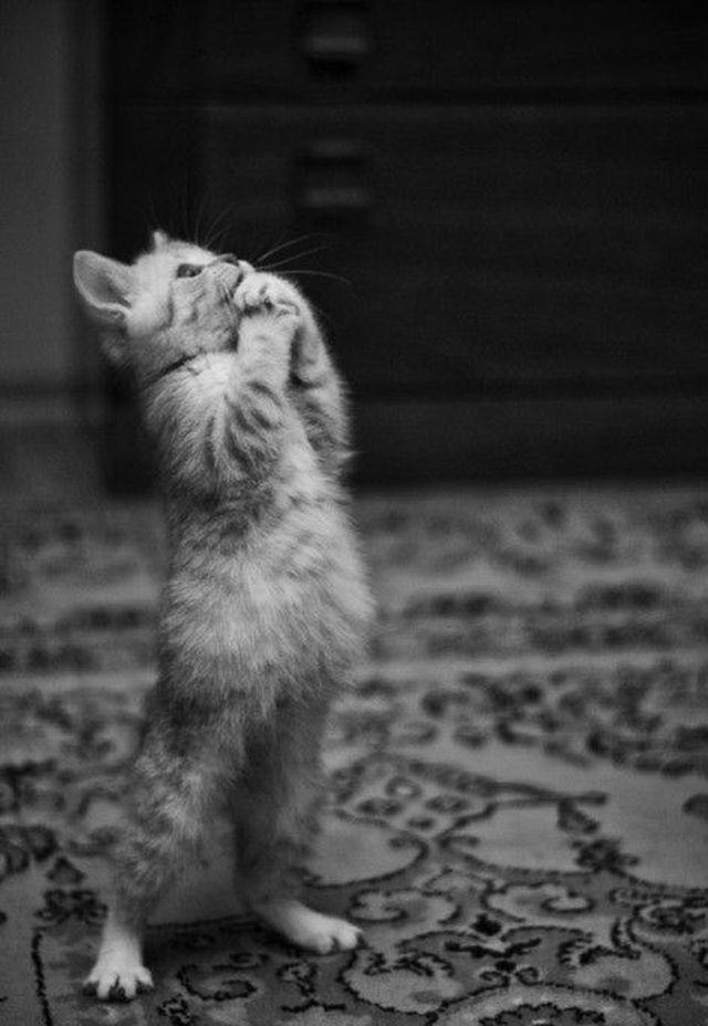 28 Cats Standing on Their Hind Legs