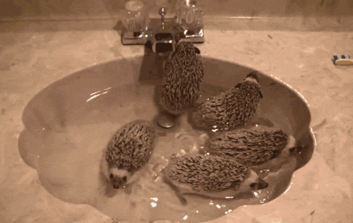 Sweatpants & Humor 20 GIFs That Express the Awesomeness of Hedgehogs