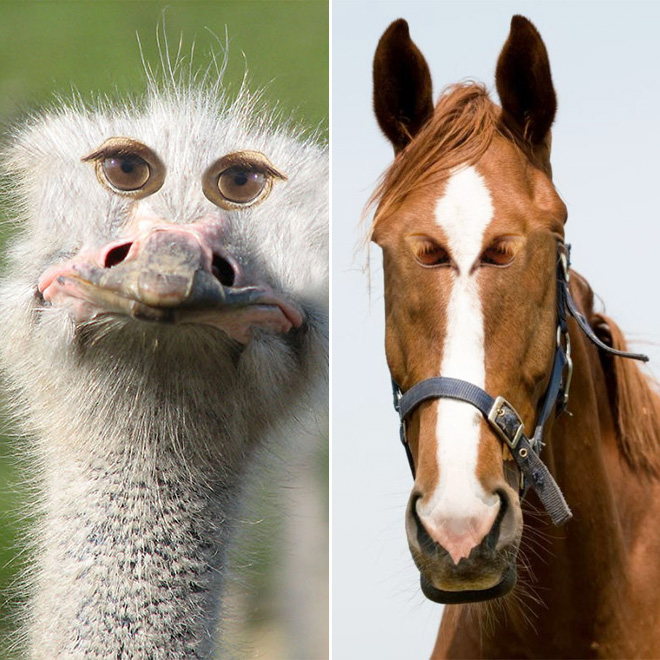 If Animals Had FrontFacing Eyes Pleated Jeans