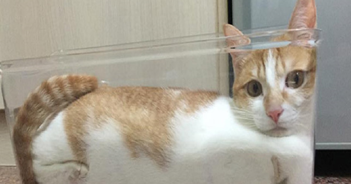 If I Fits, I Sits Cats Who Maybe Don't Have Bones (18 Pics)