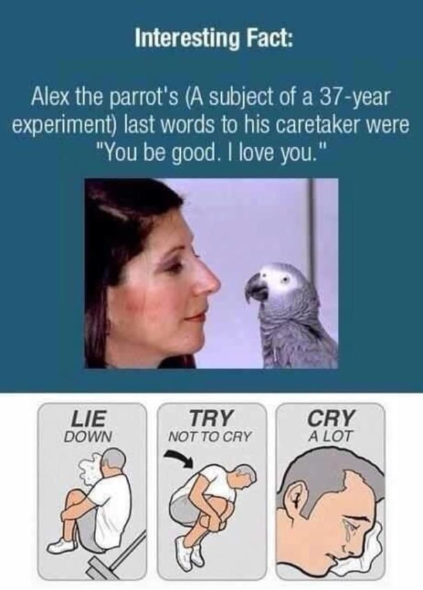 I'm Not Crying, You're Crying At These Sad Memes (26 Memes)