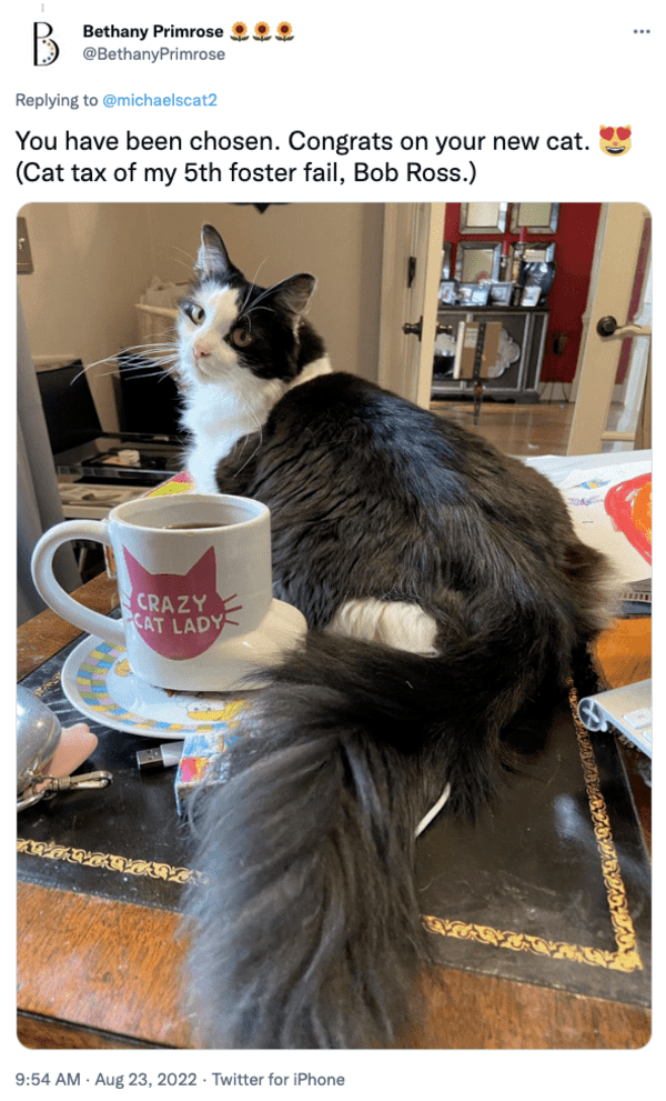 Wholesome Thread Has Feline Owners Sharing Pics Of Foster Cats That