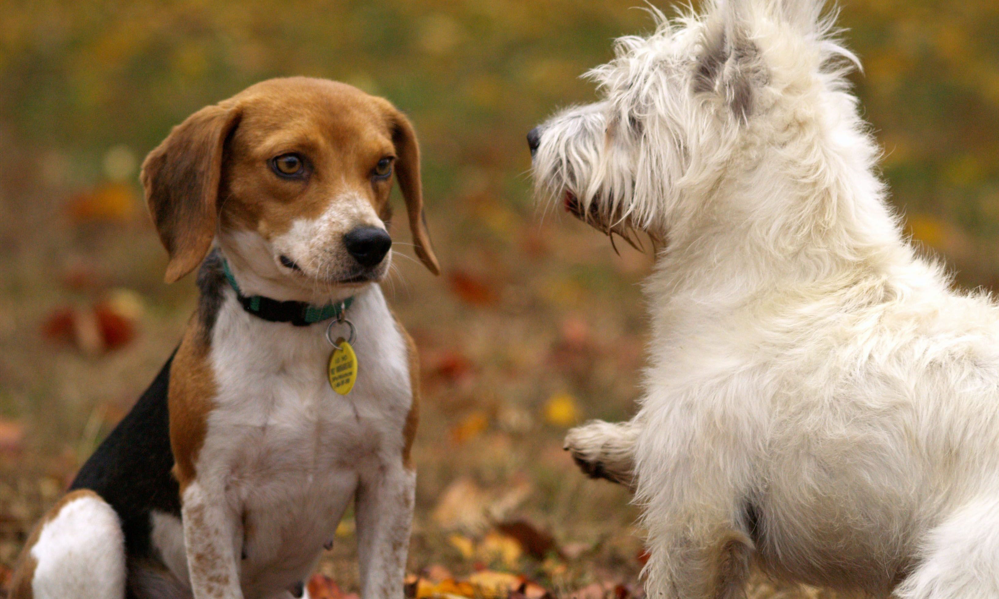 How to find the right dog breed for you PledgeCare