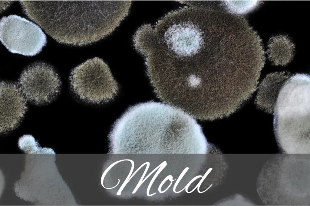 Masks Or Respirators For Cleaning Mold Know The Difference