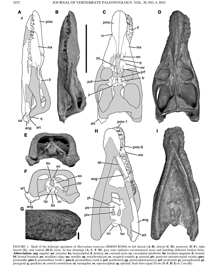 Macroplata Plesiosaur Directory - 