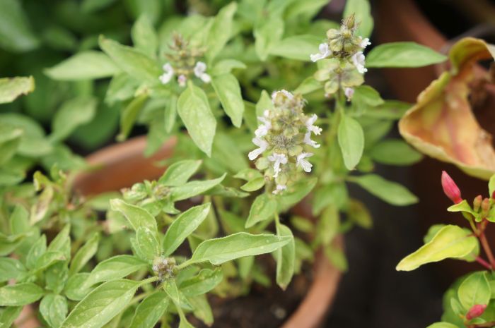How Many Types of Basil are There? Herb Garden Design Growing Herbs