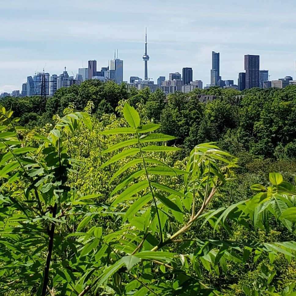 Toronto Property Newsletter July 2020 PLEX Realty