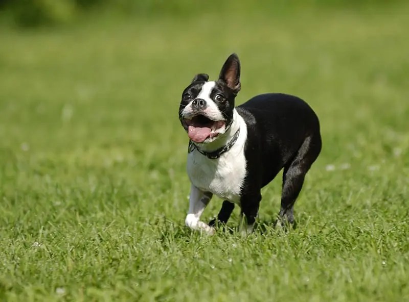 Boston Terrier PlexiDor Dog Doors