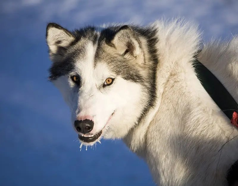 Canadian Eskimo Dogs require large or extra large Plexidor pet doors