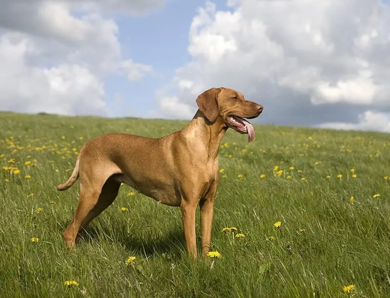 Vizsla, a Hungarian dog breed that requires a Large PlexiDor dog door.