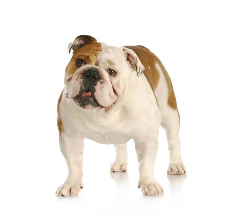 English Bulldoglarge PlexiDor Dog Door PlexiDor Dog Doors