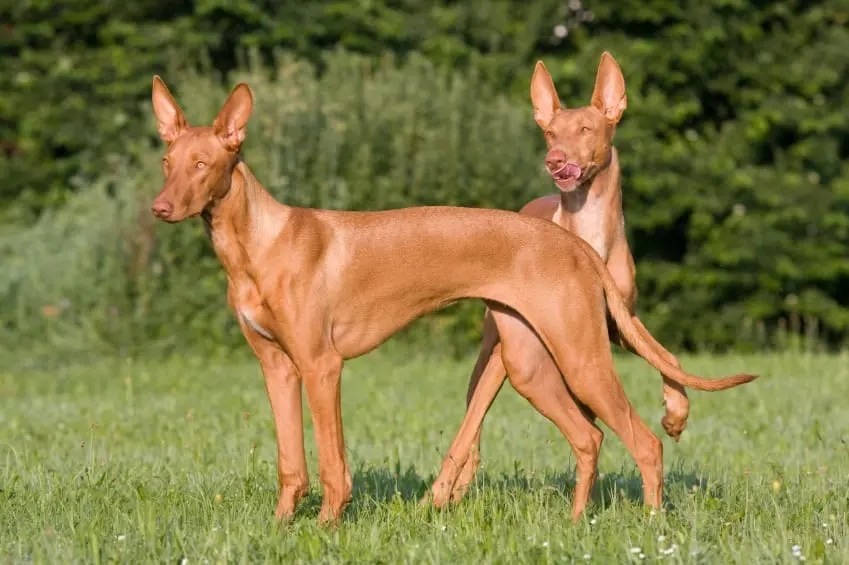 Egyptian Pharaoh Hound