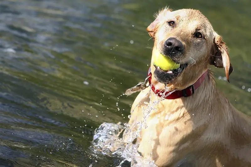 Labrador Retriever PlexiDor Dog Doors