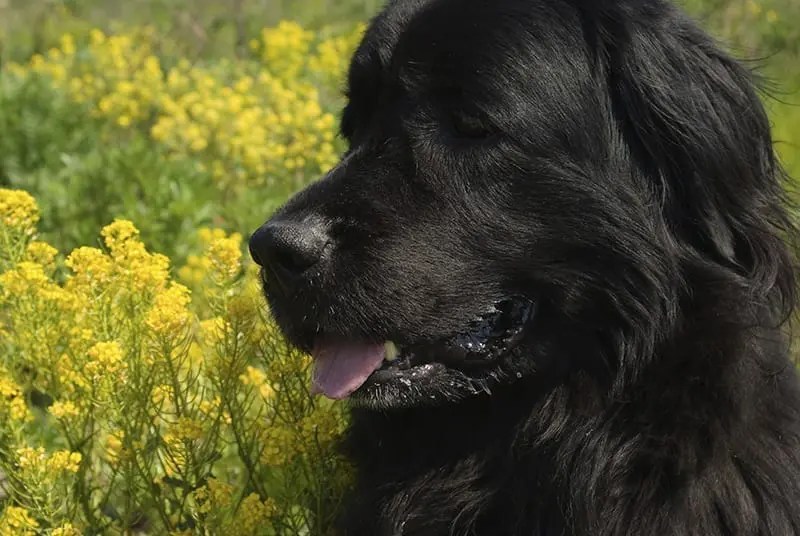 Newfoundlands require extra large PlexiDor dog doors