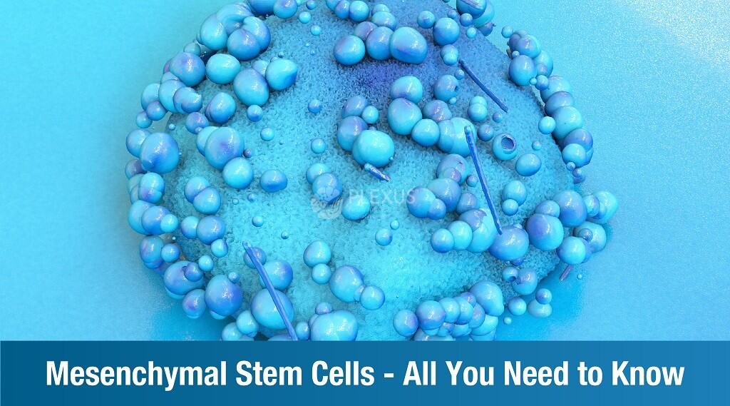 All you need to know about Mesenchymal stem cells Plexus