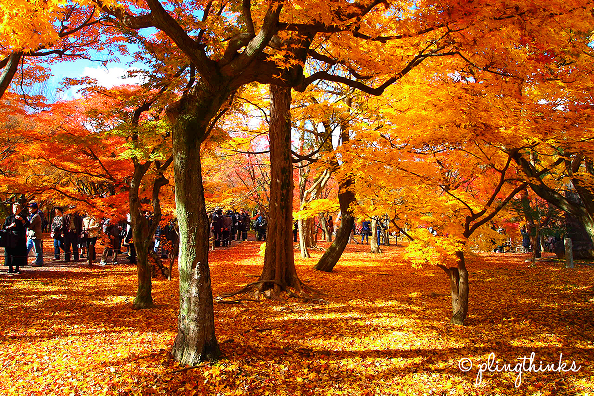 Tofukuji Kyoto // A MustVisit for Spectacular Autumn Colors plingthinks