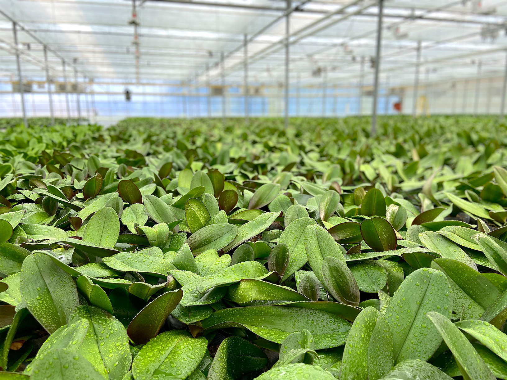 Van Zanten Greenhouses P.L. Light Systems