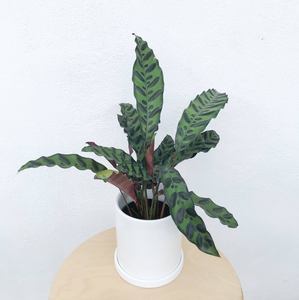 Calathea Insignis aka Rattlesnake Plnt.co