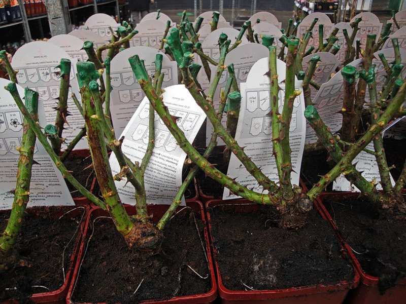 نحن نبات الورود في الخريف