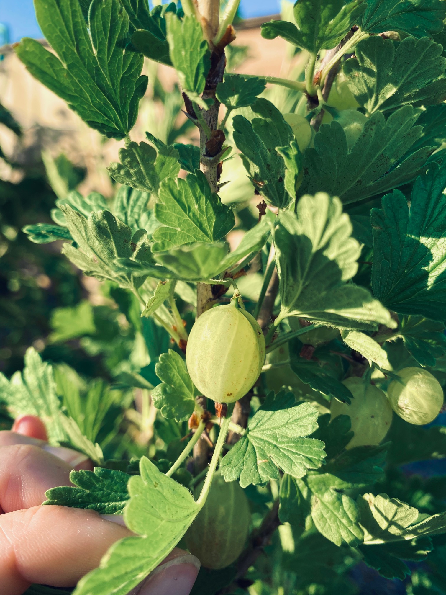 Spiced Mackerel with Gooseberry & Chilli Chutney Plot & Lane