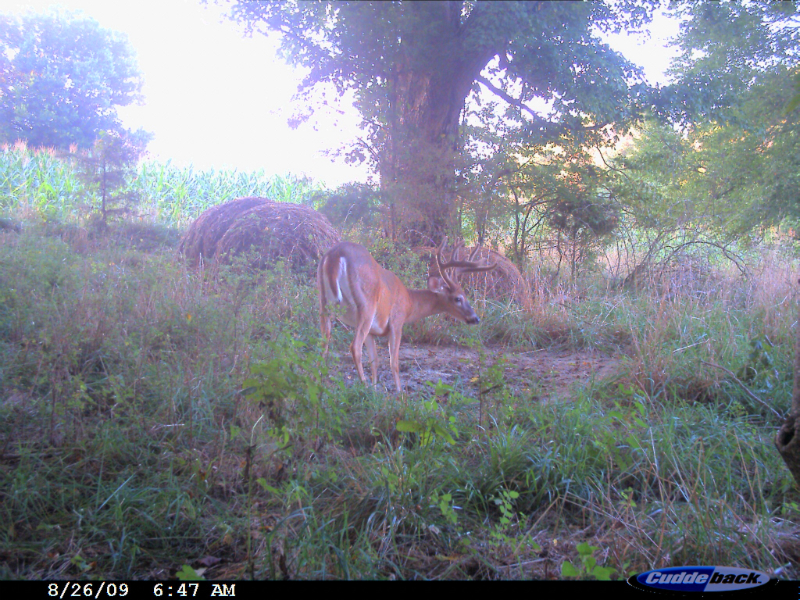 Plots Plus Wildlife, Hunting, Land Management Services and Solutions