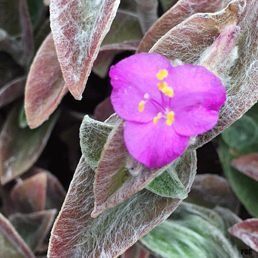 Kitten’s Ears Cyanotis is an Easy to Grow Succulent with Unusual
