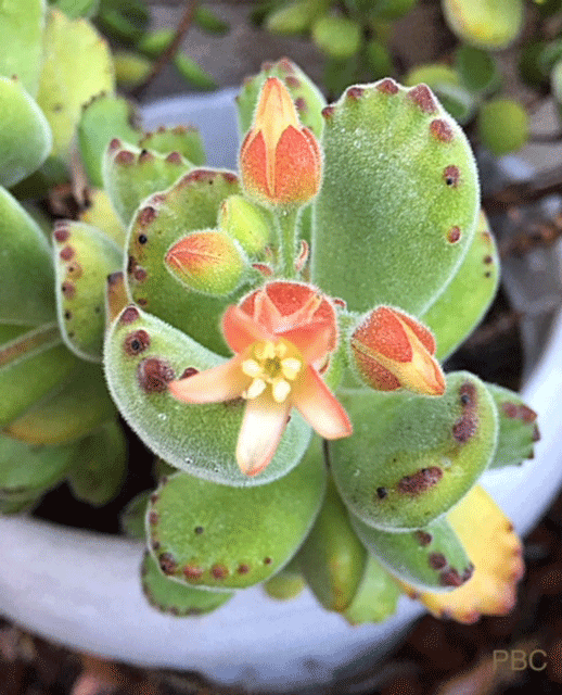 Bear’s Paw SucculentCotyledon Tomentosa Plum Bird Corner